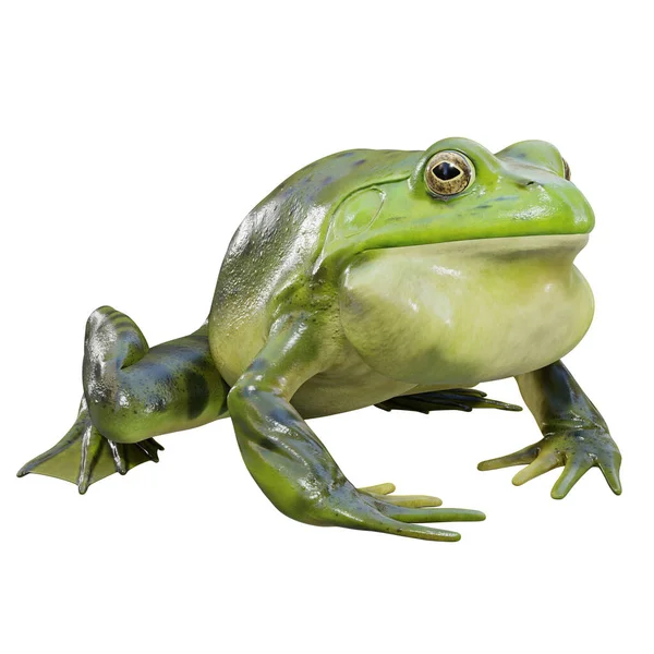 Ilustración American Bullfrog — Foto de Stock