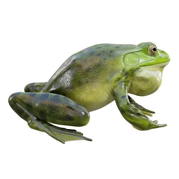 Трехмерная Иллюстрация American Bullfrog — стоковое фото