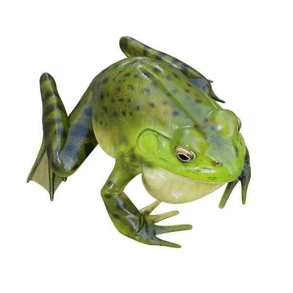 Ilustrace American Bullfrog — Stock fotografie