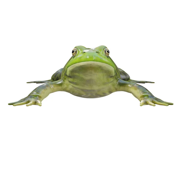 Ilustração Bullfrog Americano — Fotografia de Stock