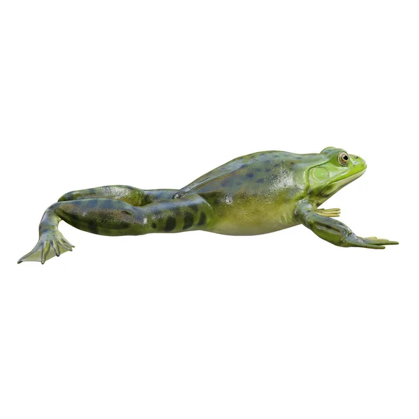 Illustration American Bullfrog — Stock Photo, Image