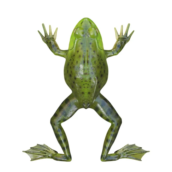 Illustratie Van American Bullfrog — Stockfoto