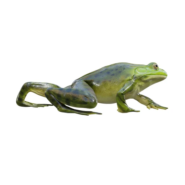 Illustrazione Bullfrog Americano — Foto Stock