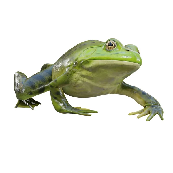Απεικόνιση Της Αμερικανικής Bullfrog — Φωτογραφία Αρχείου