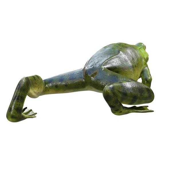 Ilustração Bullfrog Americano — Fotografia de Stock