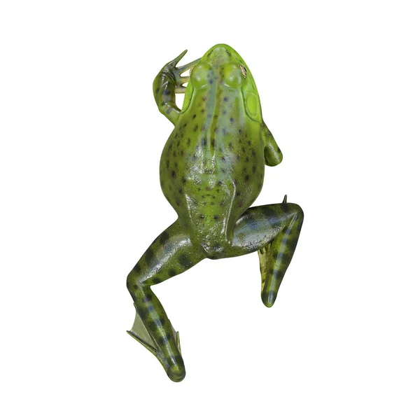 美国牛蛙的3D例证 — 图库照片