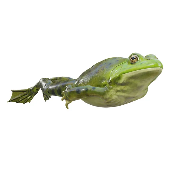Illustration American Bullfrog — Stockfoto
