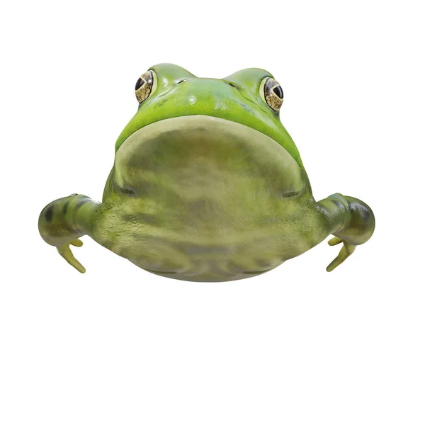 Απεικόνιση Της Αμερικανικής Bullfrog — Φωτογραφία Αρχείου