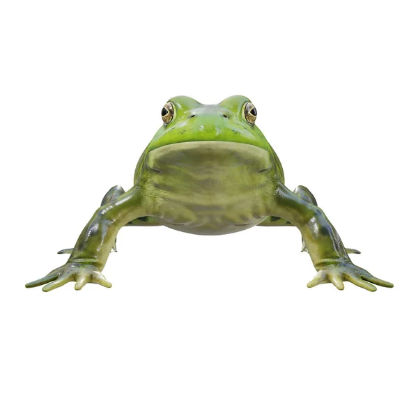 Illustration Von American Bullfrog — Stockfoto