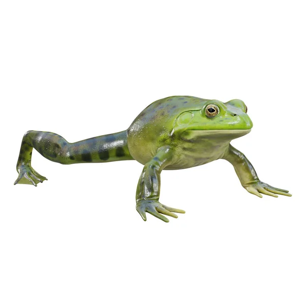 Illustration American Bullfrog — Stock Photo, Image