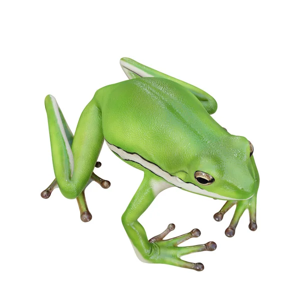 アメリカの緑の木のカエルの3Dイラスト — ストック写真