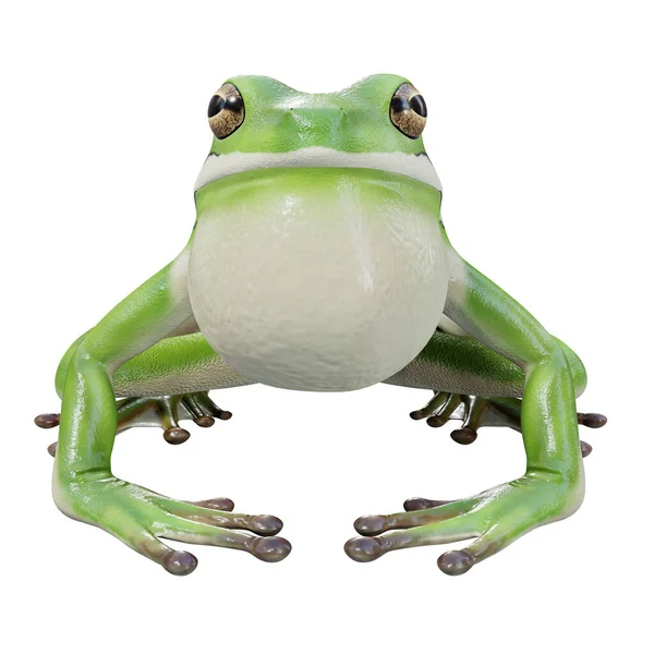 アメリカの緑の木のカエルの3Dイラスト — ストック写真
