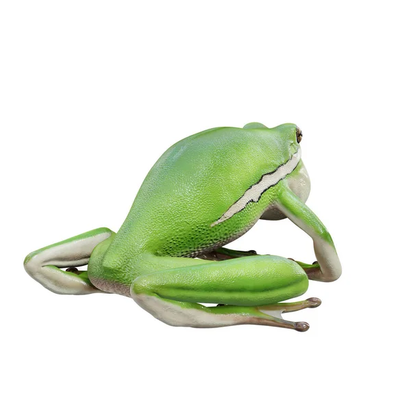 삽화에 나오는 아메리칸그린 개구리 — 스톡 사진