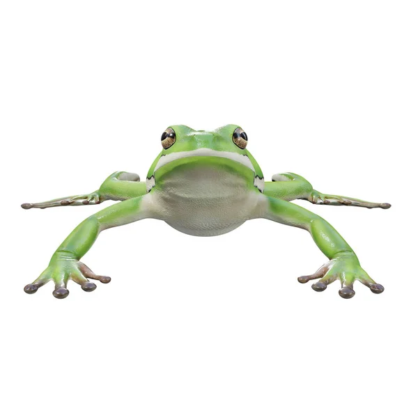 Ілюстрація American Green Tree Frog — стокове фото
