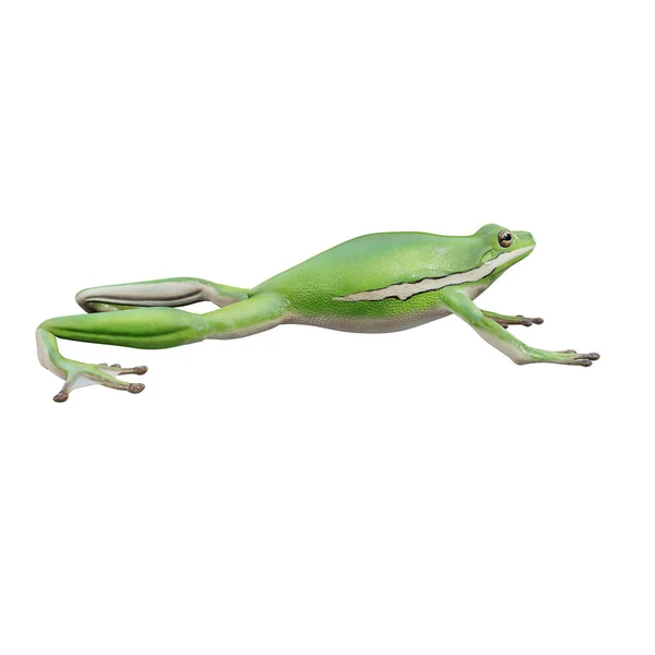 Illustrazione American Green Tree Frog — Foto Stock