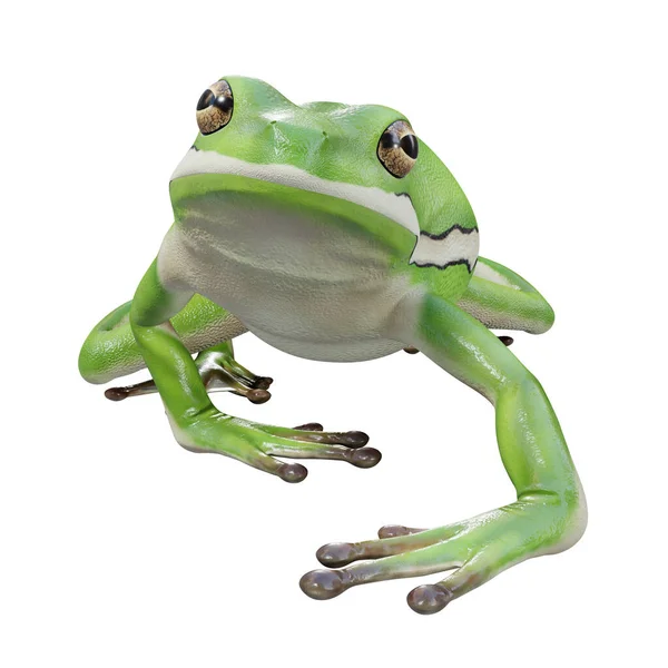 Illustratie Van American Green Tree Frog — Stockfoto