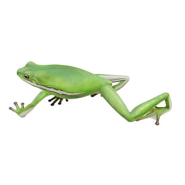 Illustrazione American Green Tree Frog — Foto Stock