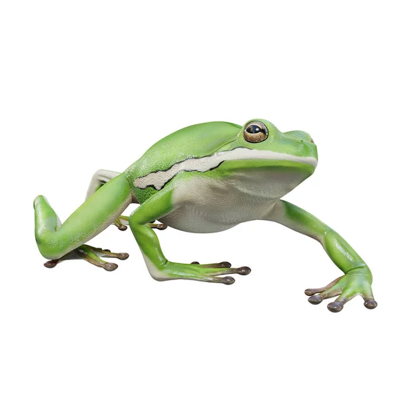 Ilustración American Green Tree Frog —  Fotos de Stock