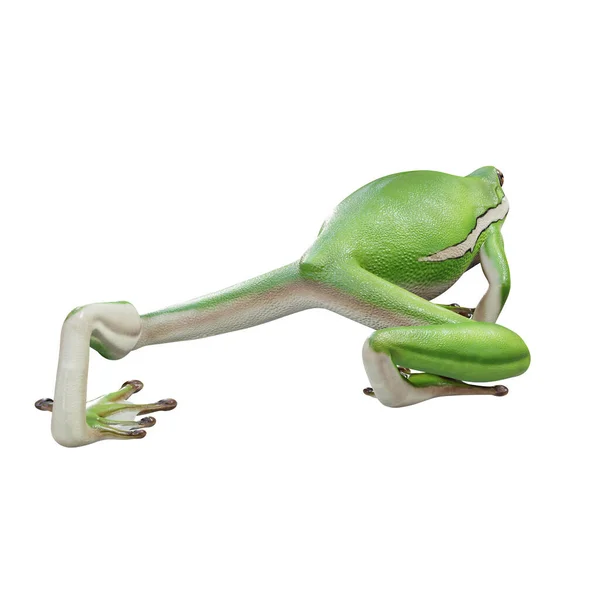 美国绿树蛙3D图解 — 图库照片