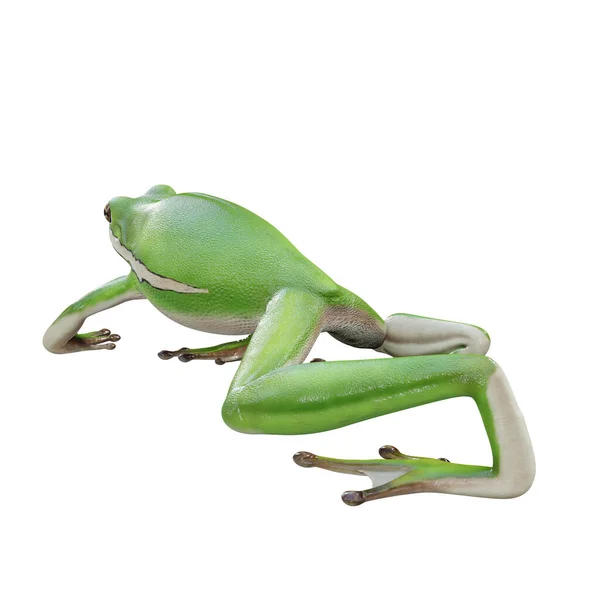 美国绿树蛙3D图解 — 图库照片