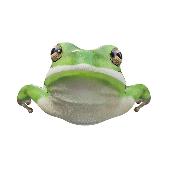 Illustration American Green Tree Frog — Stock Photo, Image