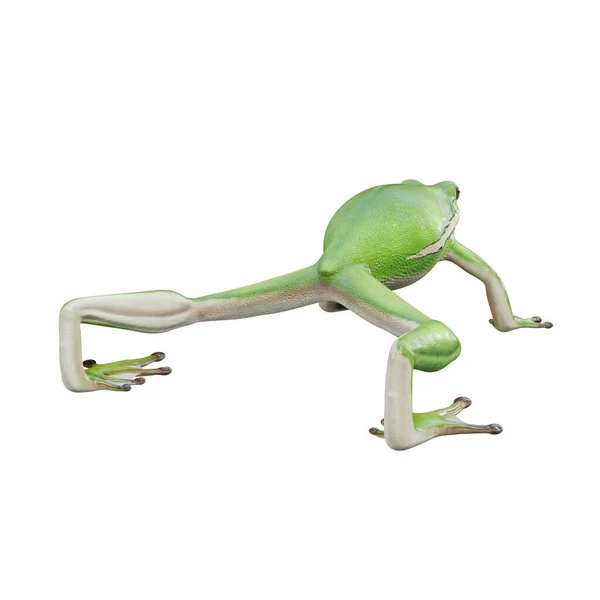 삽화에 나오는 아메리칸그린 개구리 — 스톡 사진