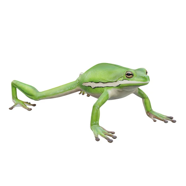Illustratie Van American Green Tree Frog — Stockfoto