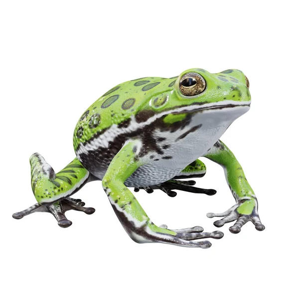 Illuation Barking Tree Frog — стокове фото