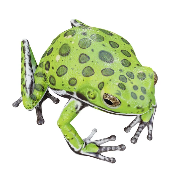Ilustración Barking Tree Frog — Foto de Stock