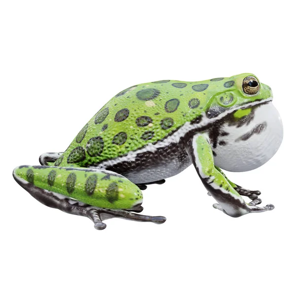 Illustration Barking Tree Frog — Stockfoto