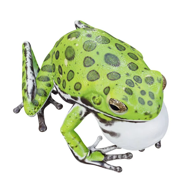 Ilustración Barking Tree Frog —  Fotos de Stock