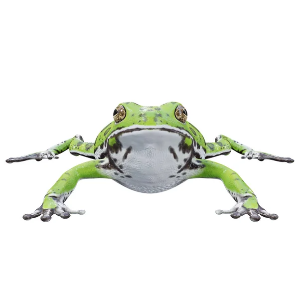 Трехмерная Иллюстрация Barking Tree Frog — стоковое фото