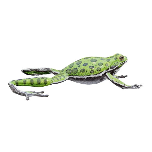 Ilustrace Štěkající Žáby — Stock fotografie