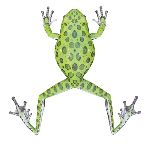 树蛙的3D图解 — 图库照片