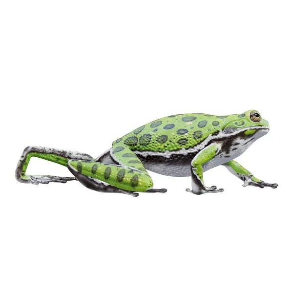 Illustrazione Barking Tree Frog — Foto Stock