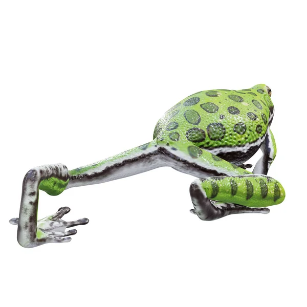Illustration Barking Tree Frog — Stock Photo, Image