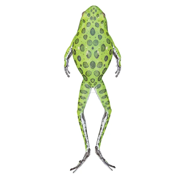 삽화에 나오는 개구리 — 스톡 사진