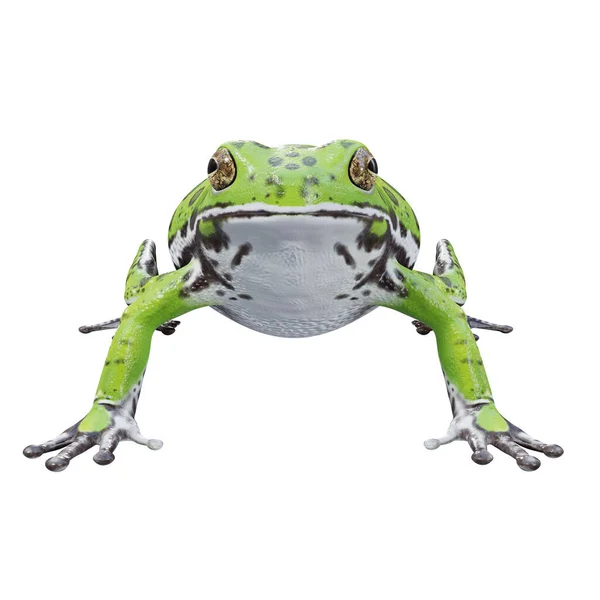 Трехмерная Иллюстрация Barking Tree Frog — стоковое фото