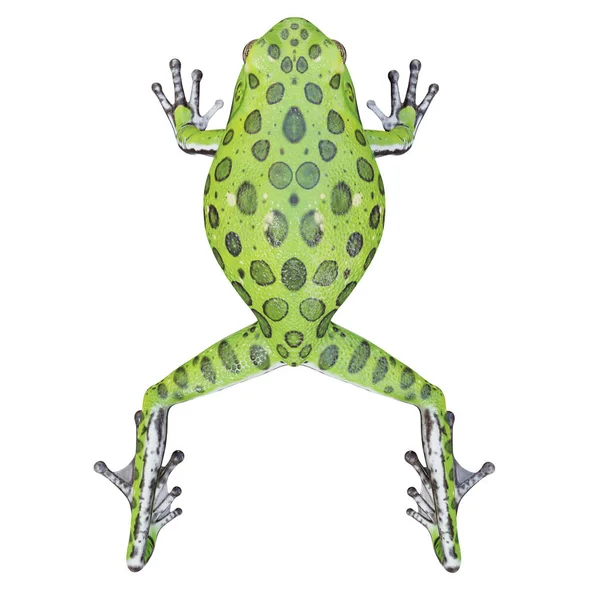 树蛙的3D图解 — 图库照片