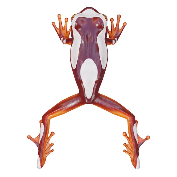 Illustrazione Clown Tree Frog — Foto Stock