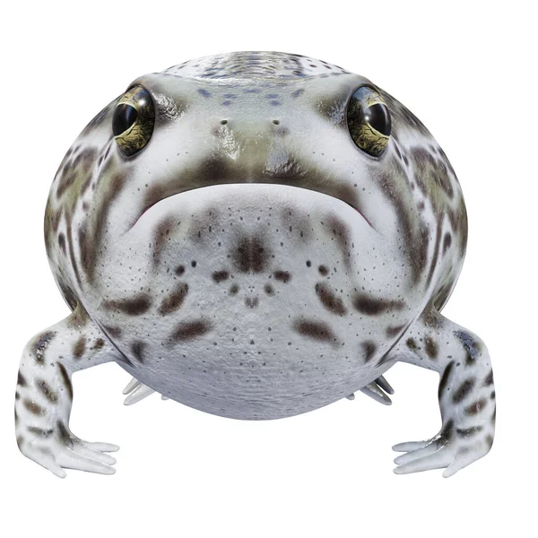 Ilustração Desert Rain Frog — Fotografia de Stock