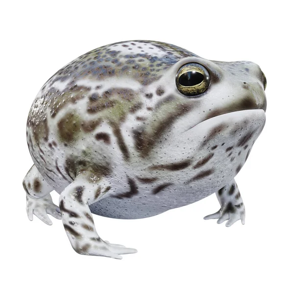 Illustration Von Desert Rain Frog — Stockfoto