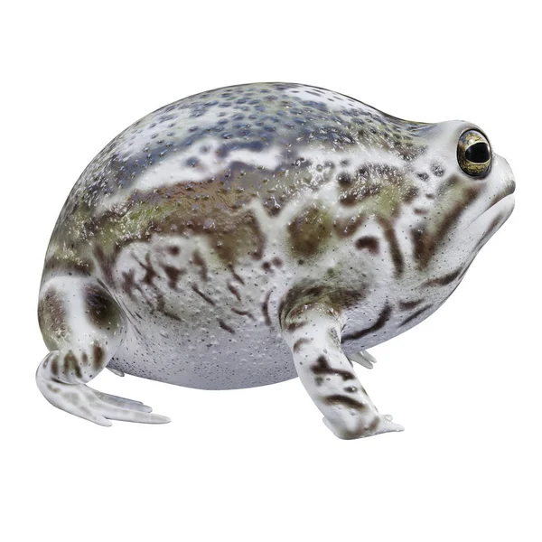 Illustration Desert Rain Frog — Stock Photo, Image