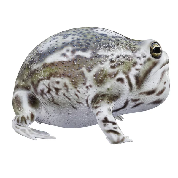 Трехмерная Иллюстрация Desert Rain Frog — стоковое фото