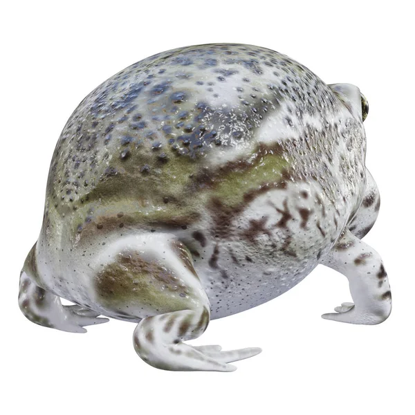 Ilustracja Desert Rain Frog — Zdjęcie stockowe