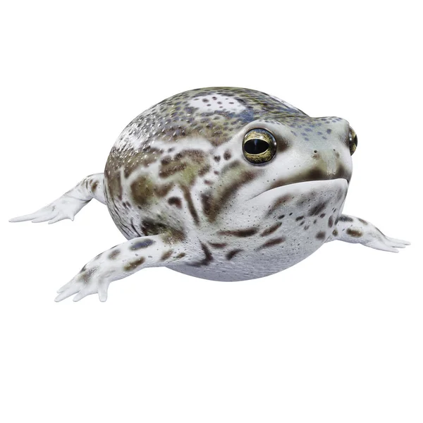 Трехмерная Иллюстрация Desert Rain Frog — стоковое фото