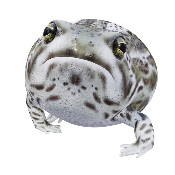 Ilustração Desert Rain Frog — Fotografia de Stock