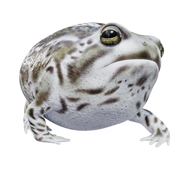 Illuation Desert Rain Frog — стокове фото