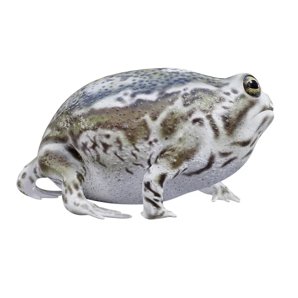 Ilustrace Desert Rain Frog — Stock fotografie