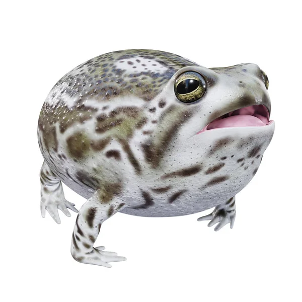 Illustratie Van Desert Rain Frog — Stockfoto